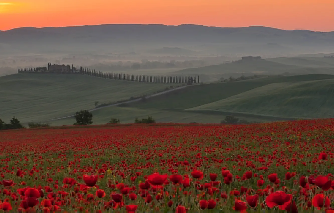 Фото обои поле, небо, закат, цветы, туман, холмы, маки, Италия