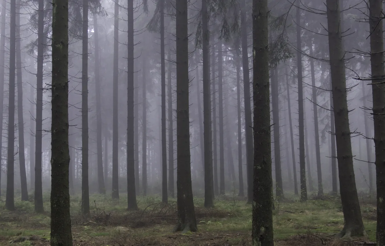 Фото обои лес, деревья, природа, туман, Бельгия, Belgium, Liège, Льеж