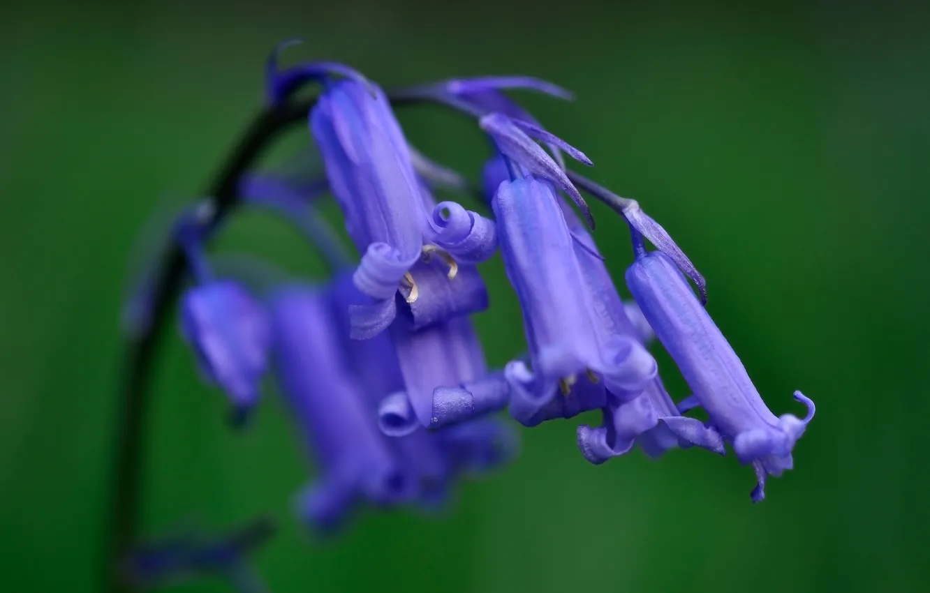 Фото обои цветы, колокольчики, синие