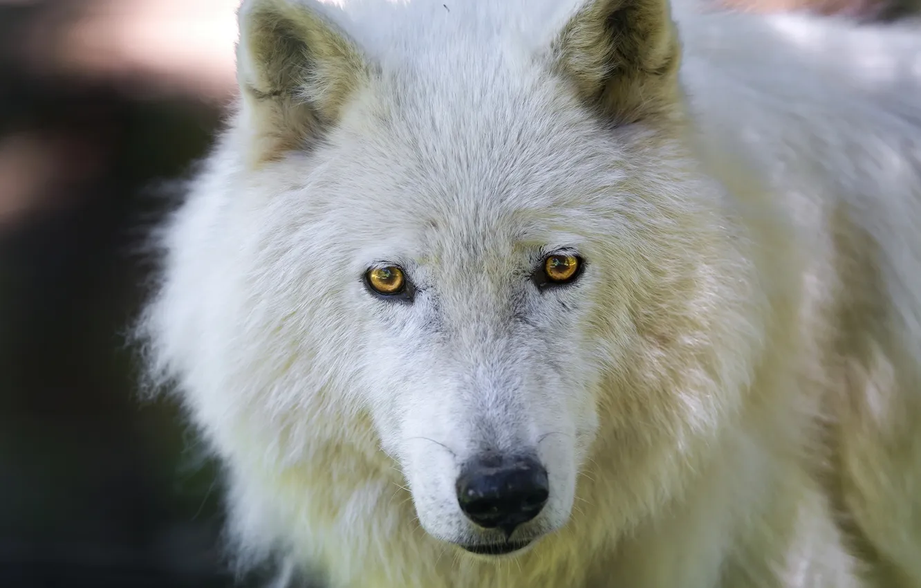 Фото обои взгляд, морда, арктический волк, Мелвильский островной волк
