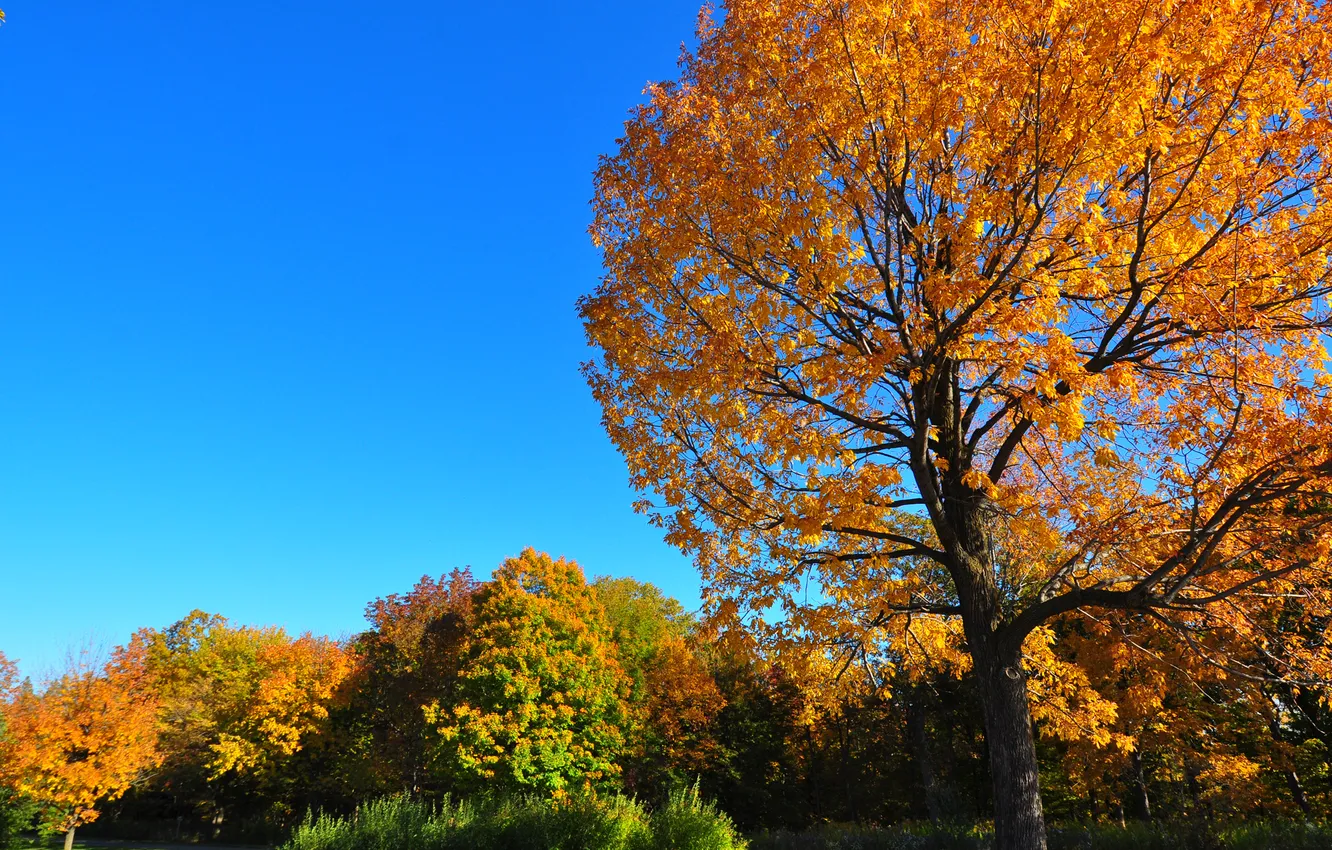 Фото обои осень, небо, трава, листья, дерево