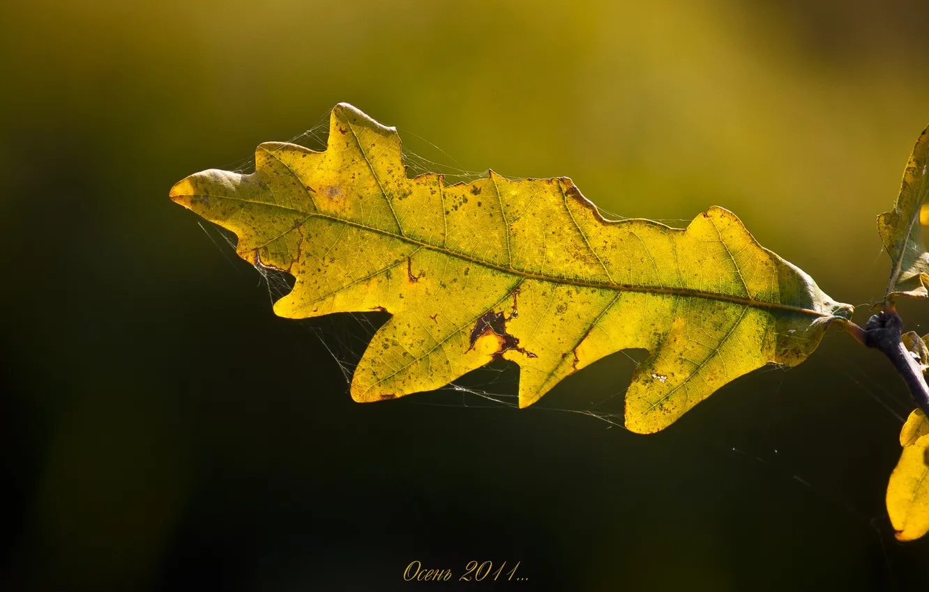Фото обои осень, лист, паутина, дуб