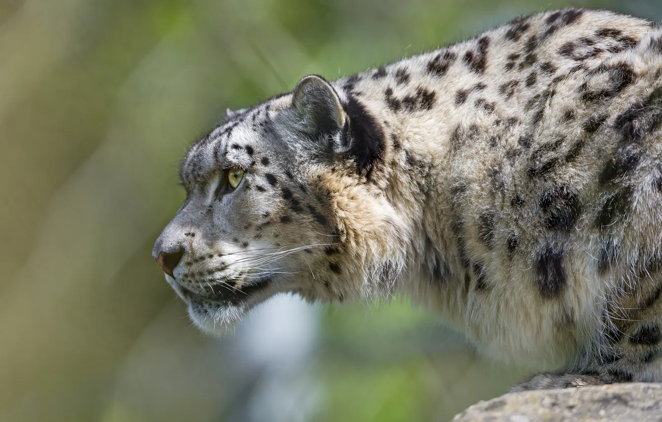 Фото обои кошка, ирбис, снежный барс, ©Tambako The Jaguar