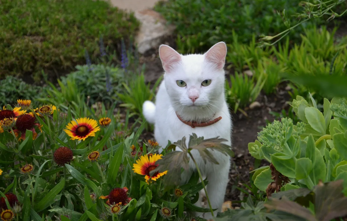 Фото обои белый, трава, кот, цветы