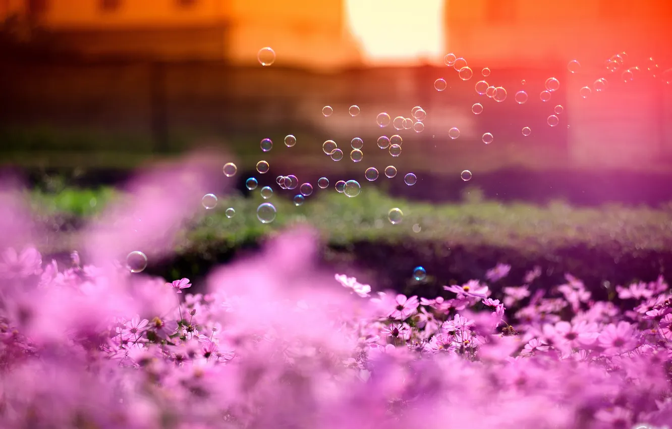 Фото обои солнце, цветы, фокус, мыльные пузыри, розовые, космея