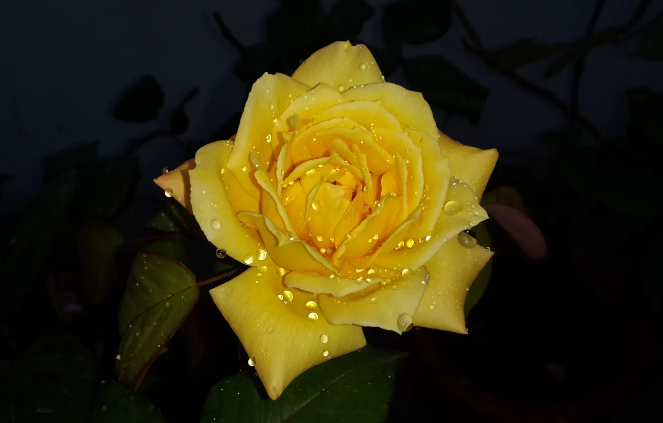 Фото обои wet, flower, yellow, drop, dew