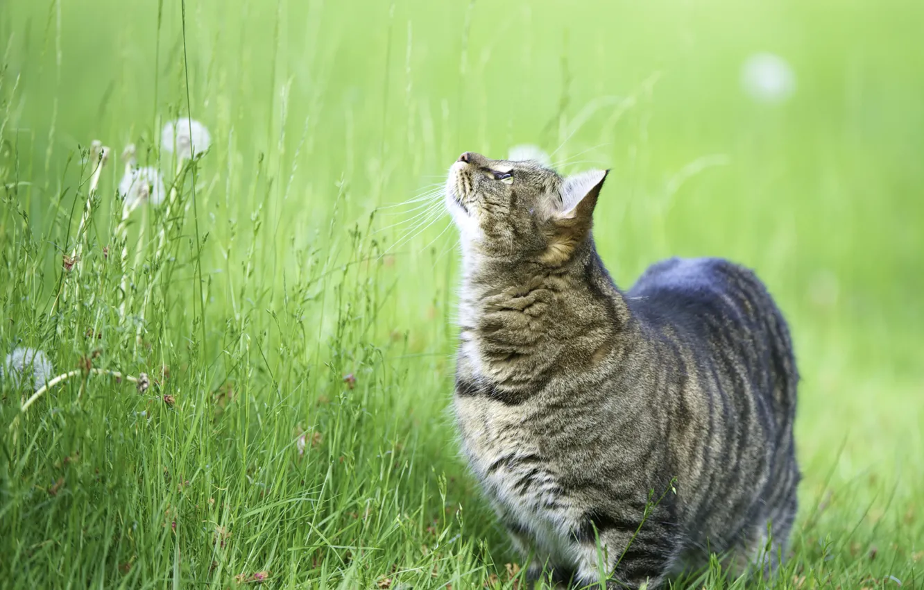 Фото обои кошка, трава, кот, вверх, кошак, смотрит, котэ