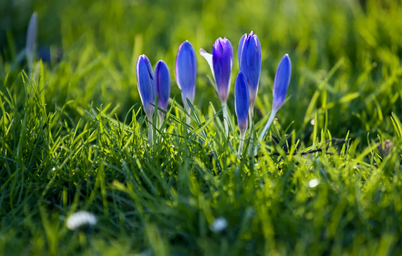 Фото обои трава, макро, фокус, весна, лепестки, размытость, бутоны, синие