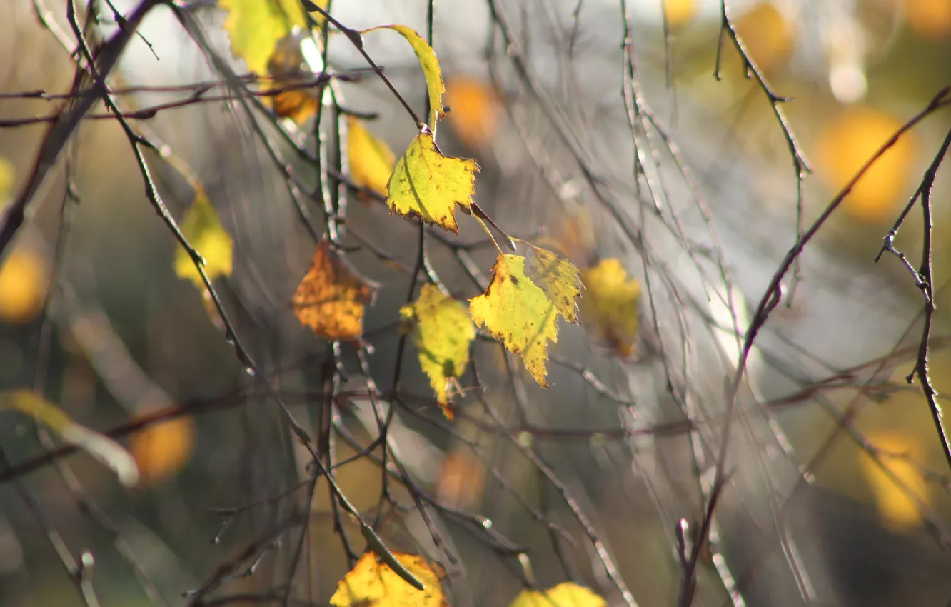 Фото обои autumn, leaf, twig