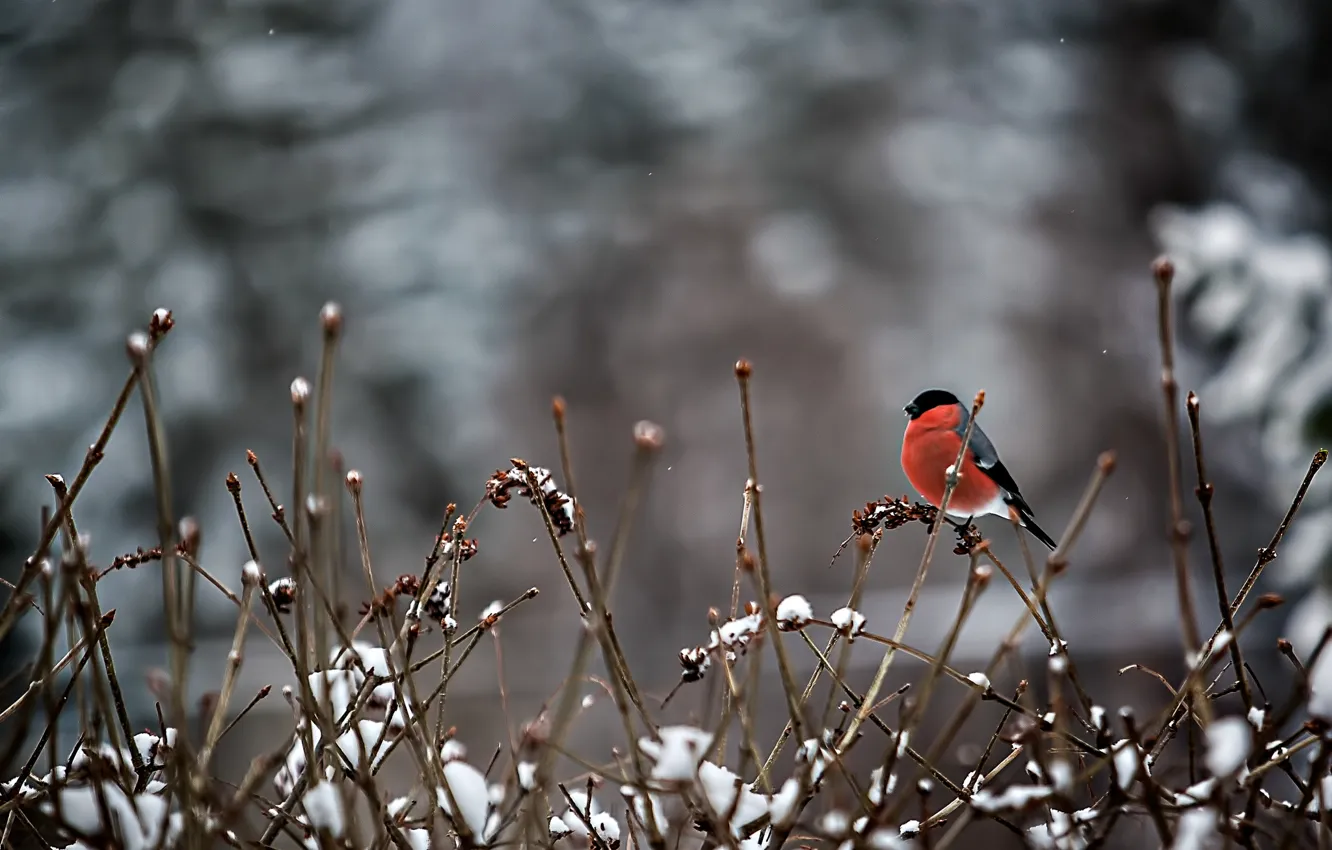 Фото обои снег, ветки, птица, снегирь