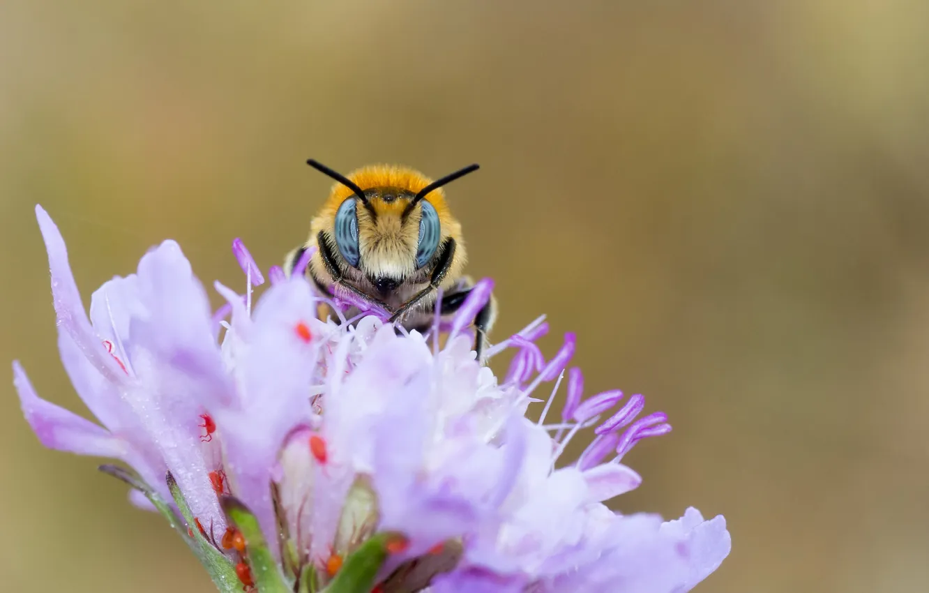Фото обои цветок, пчела, портрет, насекомое