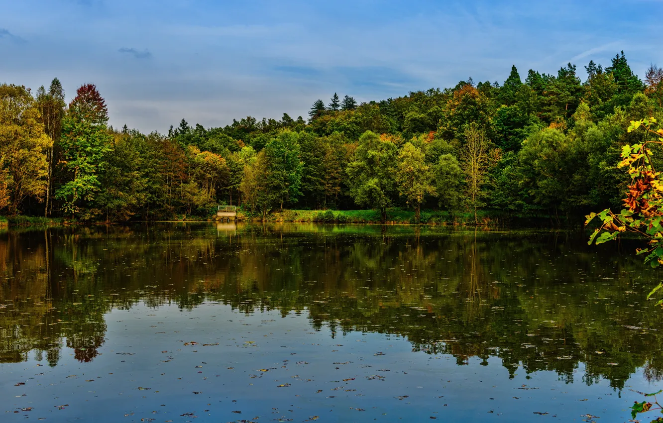 Фото обои лес, вода, деревья, отражение, река, берег, Германия, Бавария
