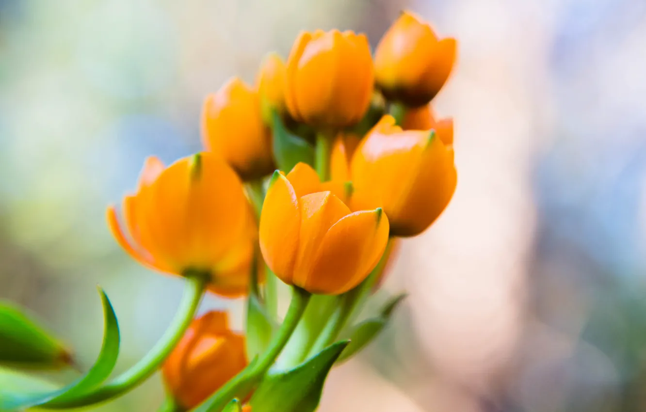 Фото обои цветы, лепестки, оранжевые