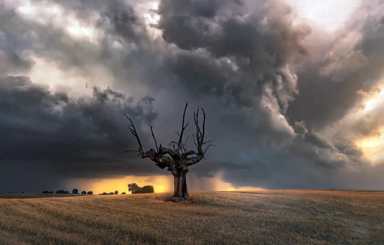 Фото обои поле, деревья, ночь