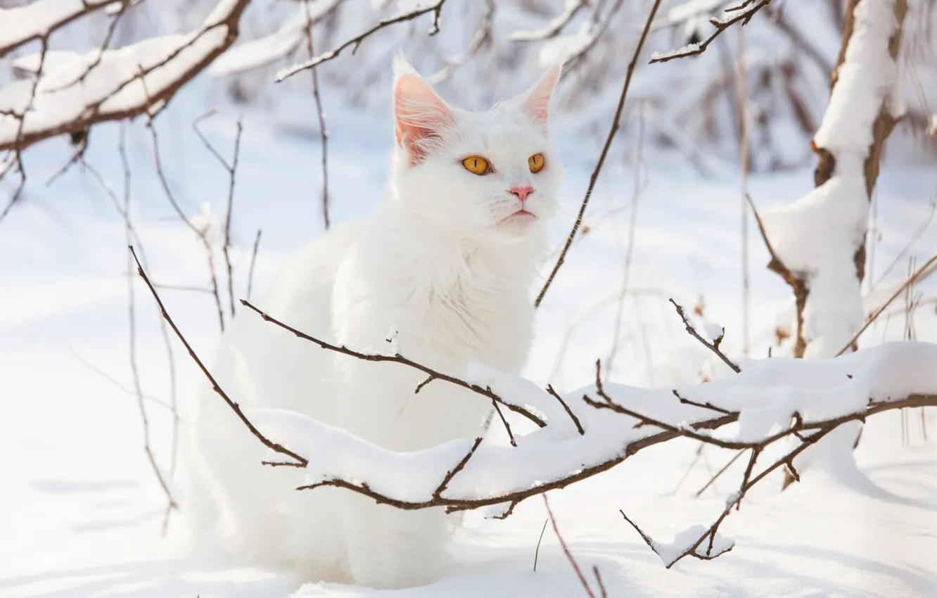 Как нарисовать снег сидящий на форточке