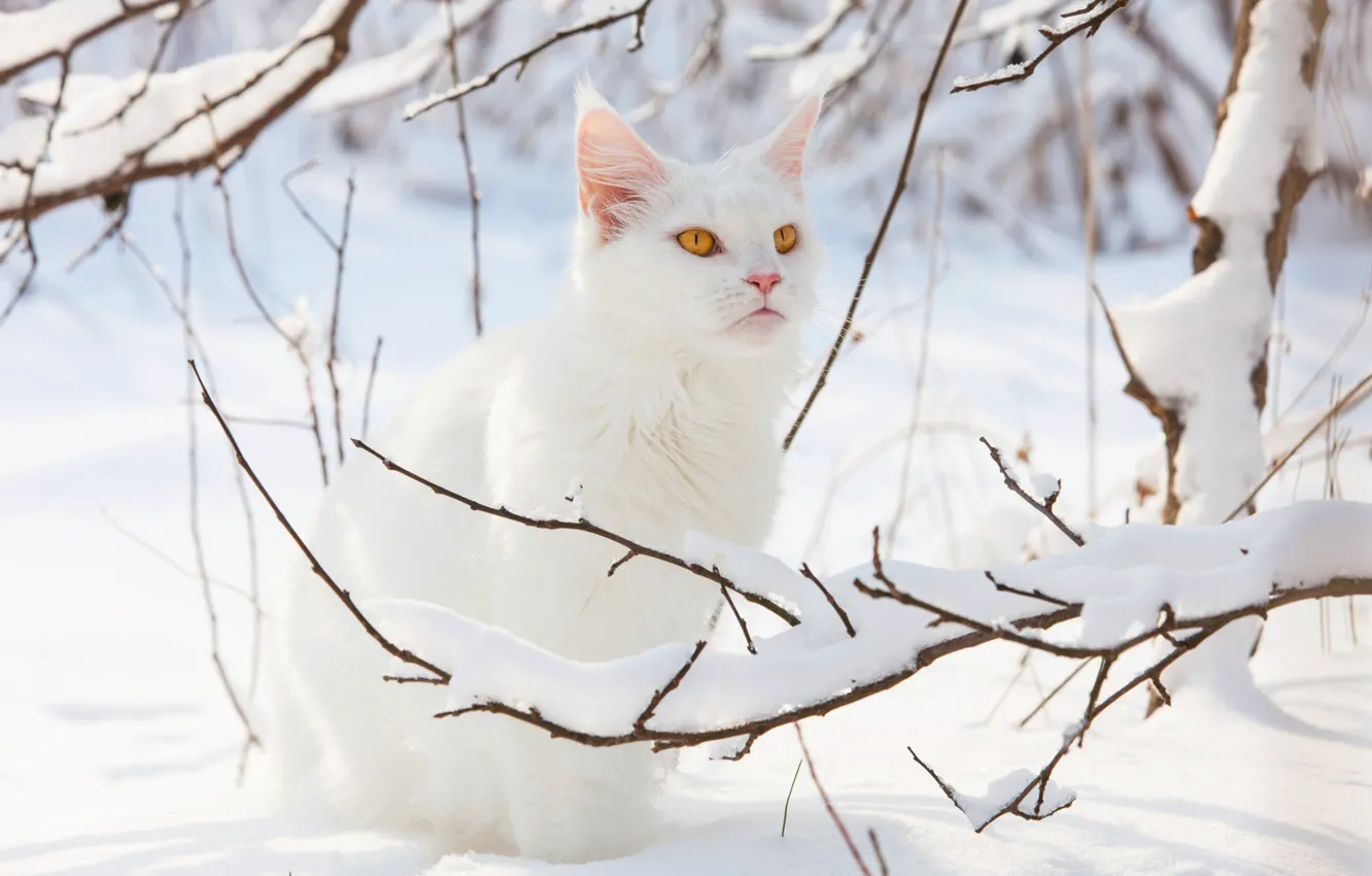 Фото обои зима, кошка, белый, кот, взгляд, свет, снег, ветки