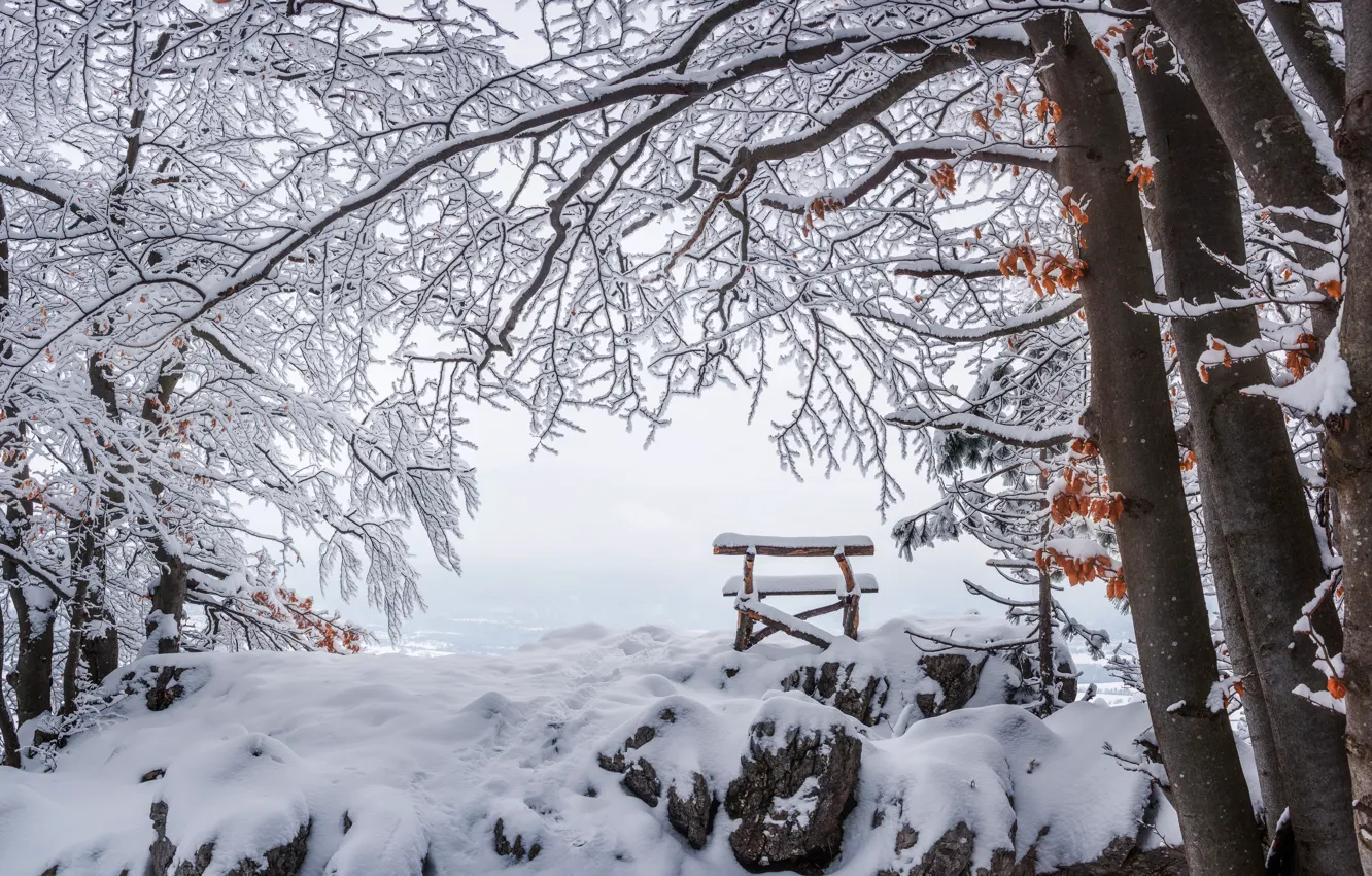 Фото обои зима, лес, снег, деревья, скамейка, ветки