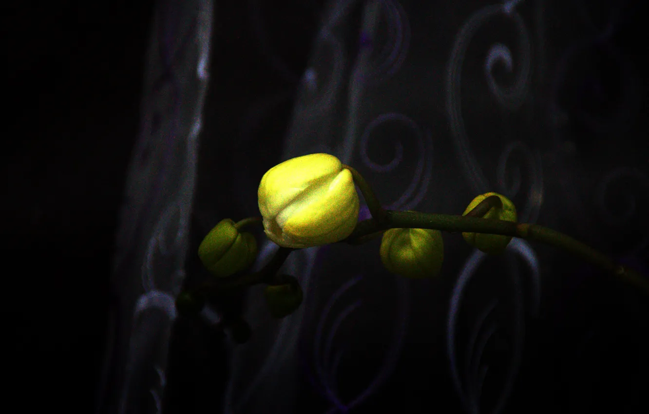Фото обои flower, yellow, macro