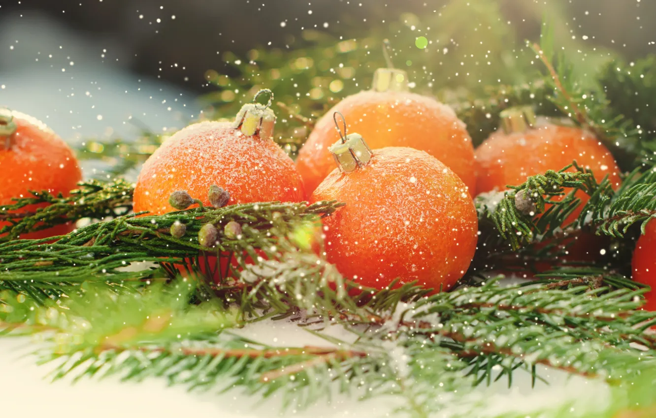 Фото обои праздник, новый год, цитрус, мандарин, ветки ели