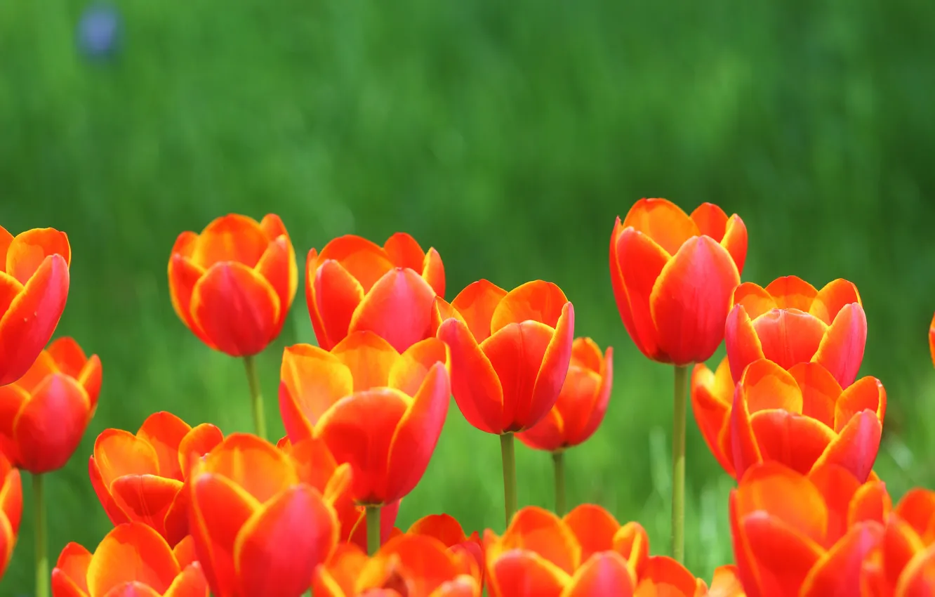 Фото обои цветы, весна, тюльпаны, красные, бутоны, клумба, зеленый фон, боке