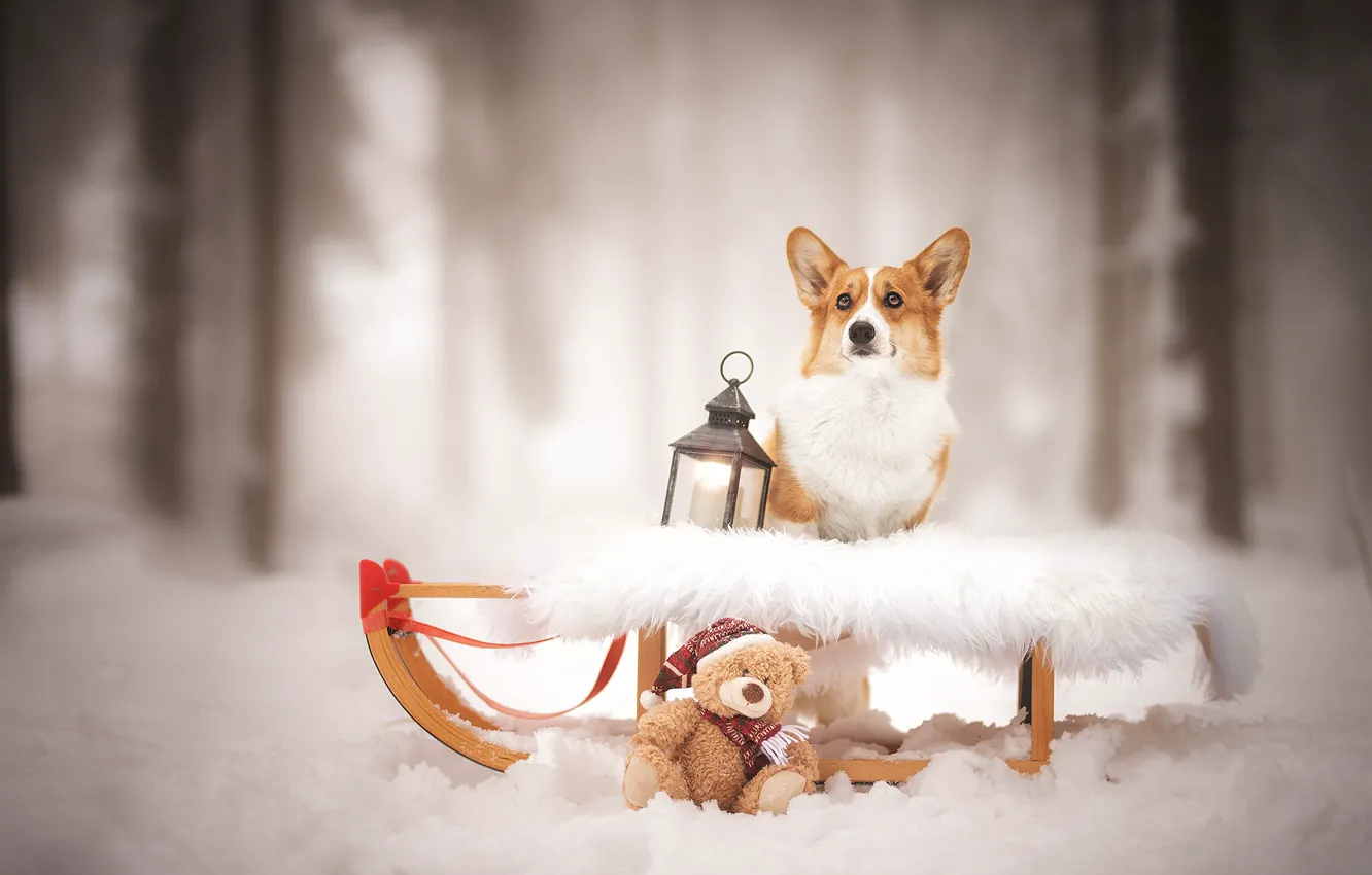 Фото обои зима, собаки, снег, фонарь, медвежонок, сани, санки, боке