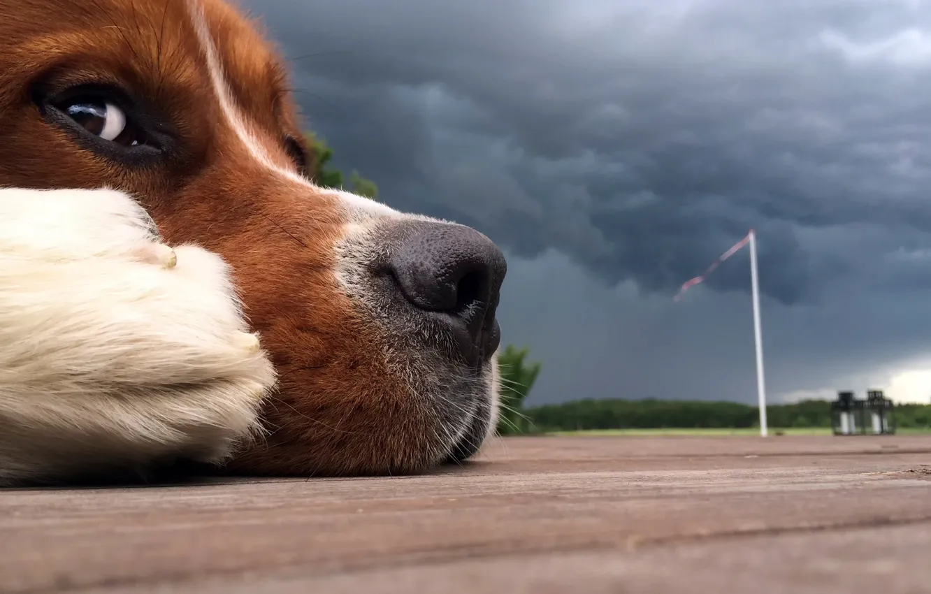 Фото обои шторм, друг, нос, пёс