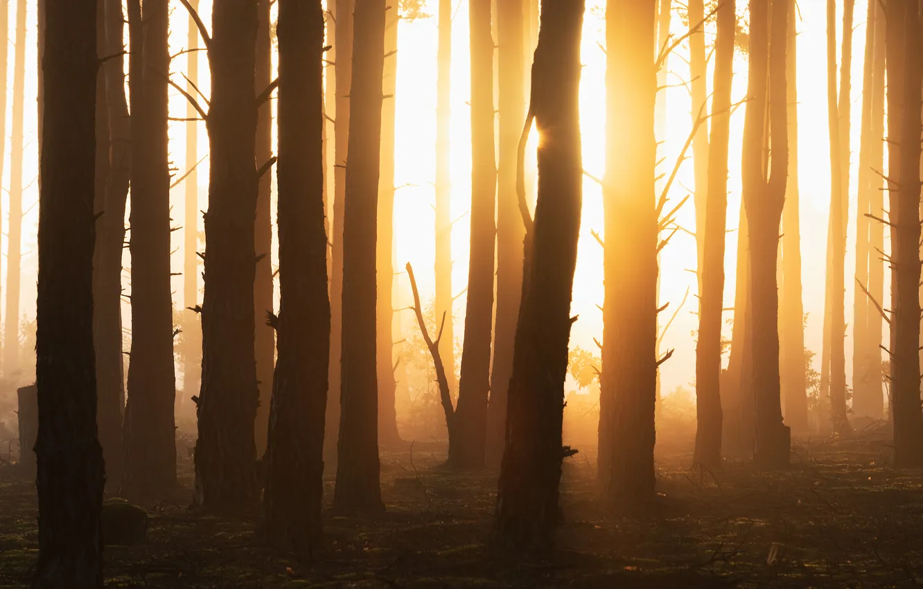 Фото обои forest, trees, sun rays