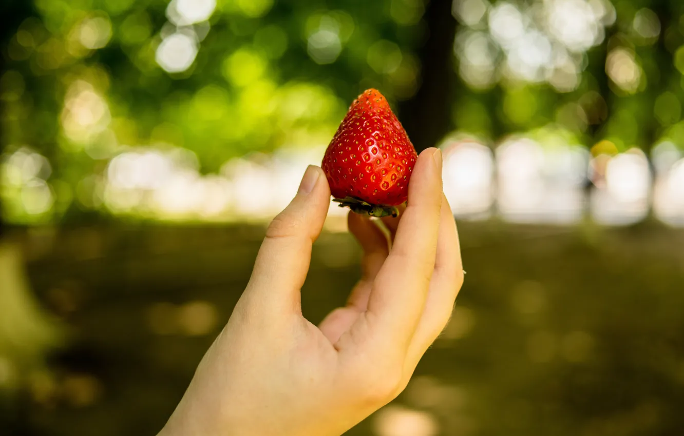 Фото обои лето, рука, клубника, ягода