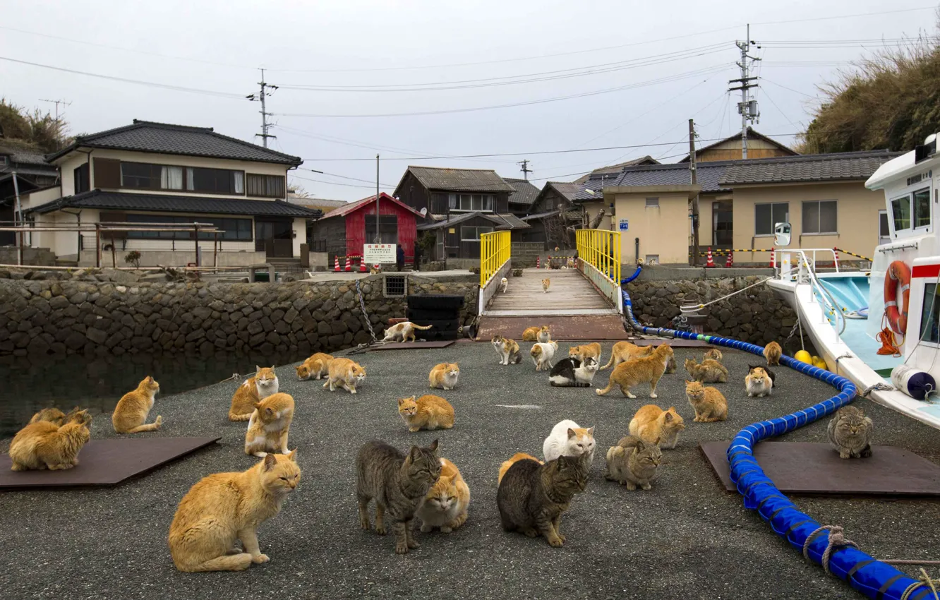Фото обои Кошки, порт, ожидание, голод, куча, санкции, инфляция