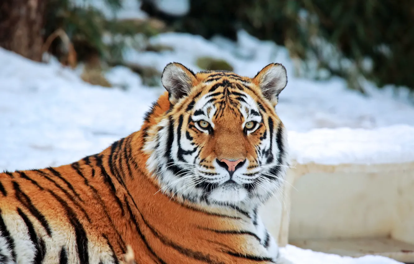 Фото обои взгляд, морда, снег, хищник, Тигр