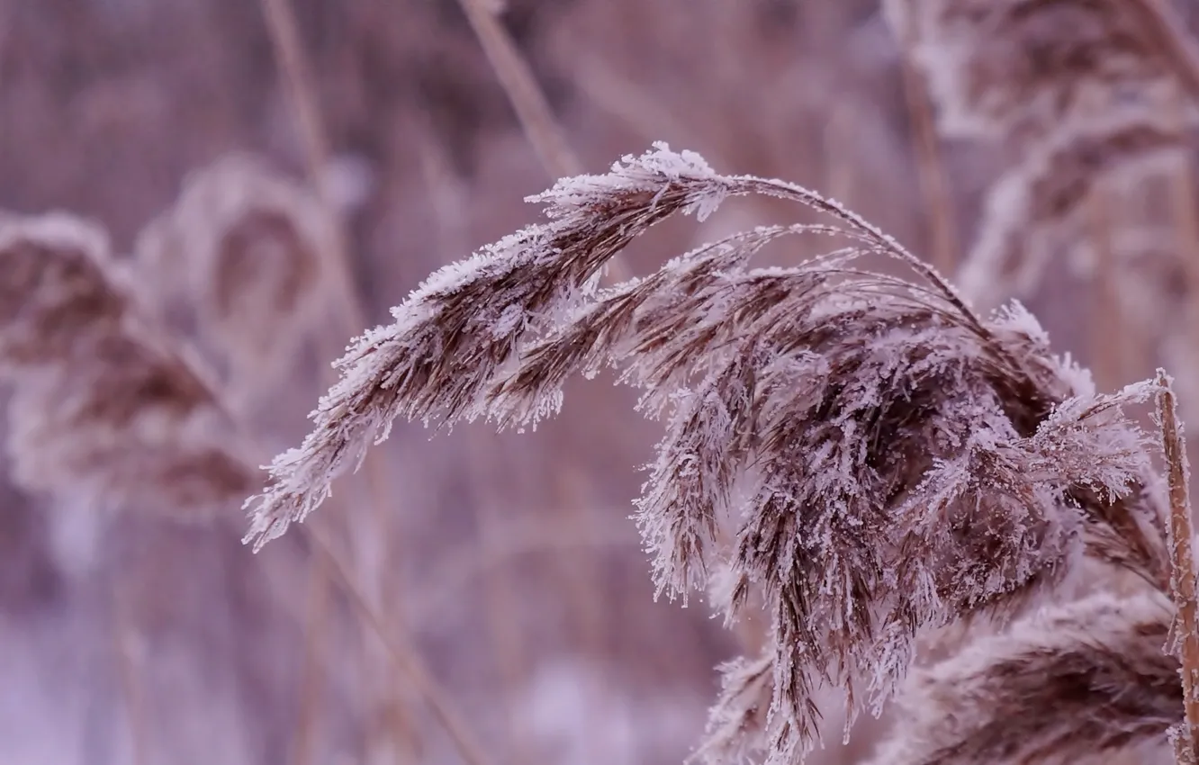 Фото обои winter, frost, twig, hoarfrost