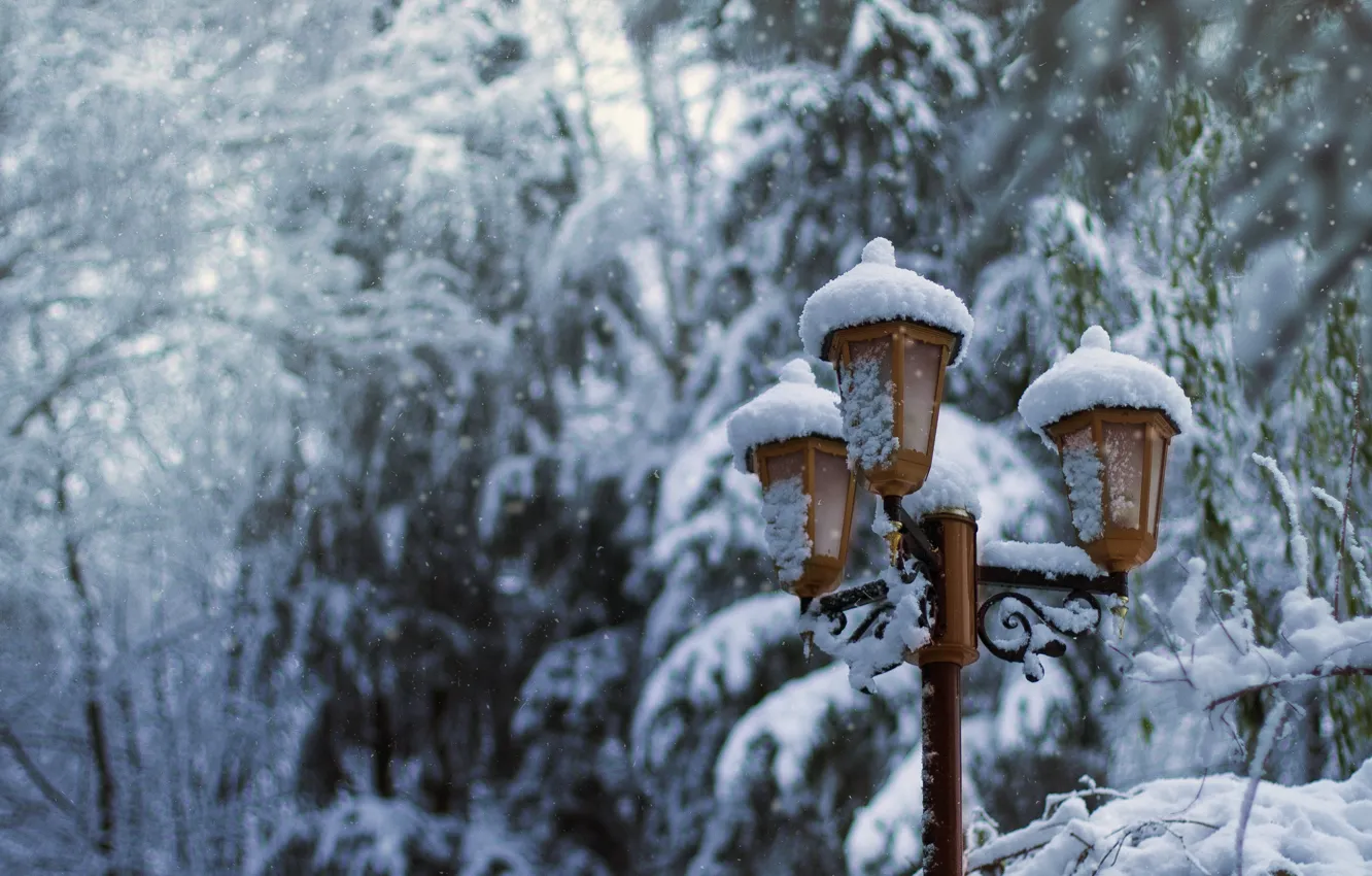 Фото обои зима, снег, деревья, природа, парк, елки, фонарь, park