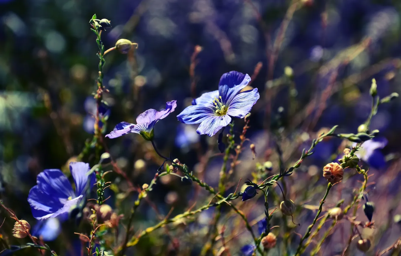 Фото обои макро, цветы, природа, растения, голубые, синие, боке