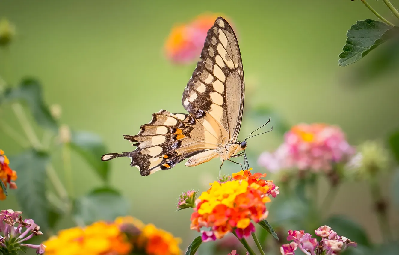 Фото обои бабочка, крылья, насекомое, махаон, лантана