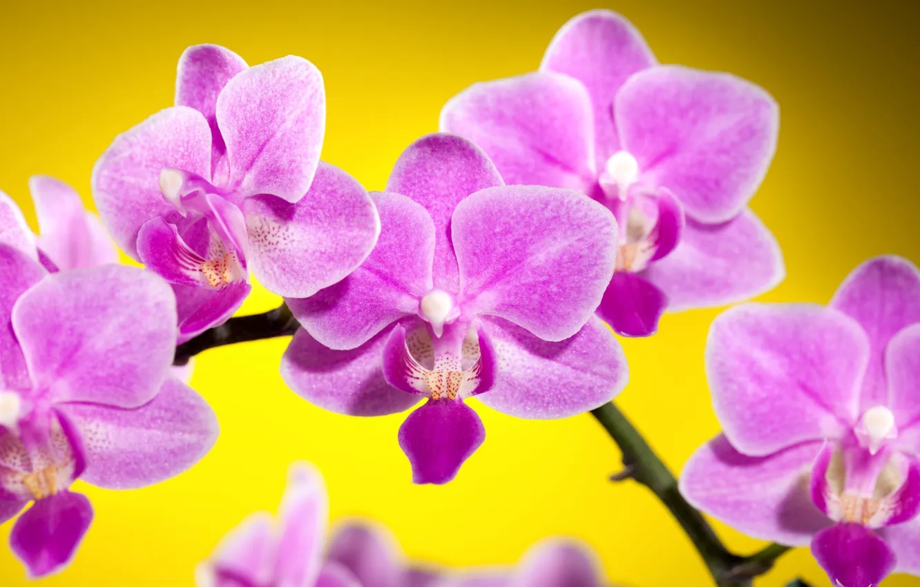 Фото обои цветы, желтый, фон, розовые, орхидеи