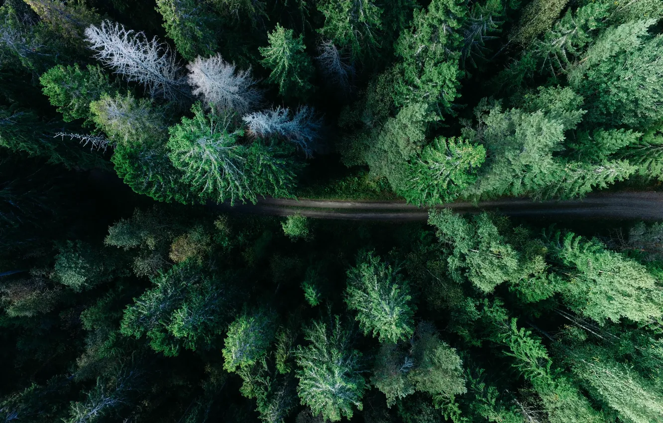 Фото обои дорога, лес, Швеция, Sweden, вид сверху, Gavle
