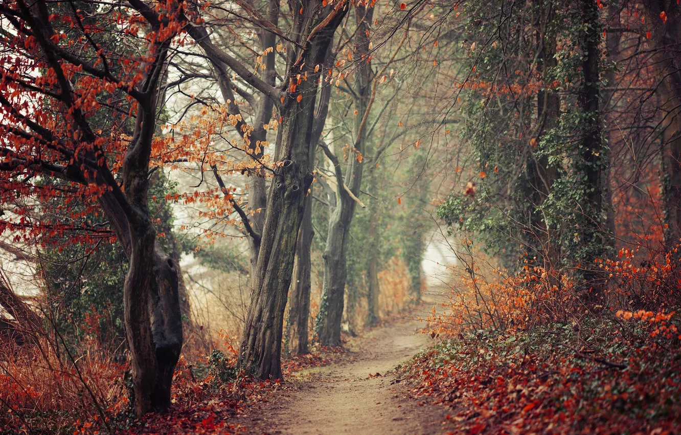 Фото обои осень, лес, листья, деревья, ветки, туман, парк, заросли