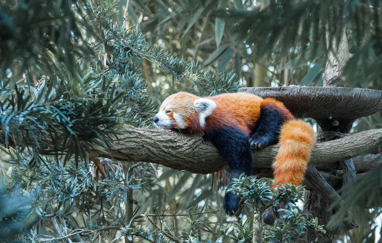 Фото обои бамбук, панда, tree, orange, малая панда, bamboo, lazy, red panda
