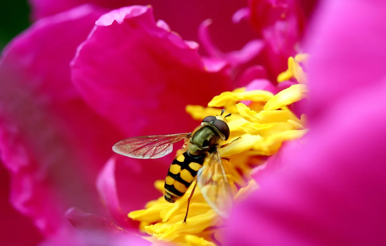 Фото обои цветок, розовый, Пчела, лепестки