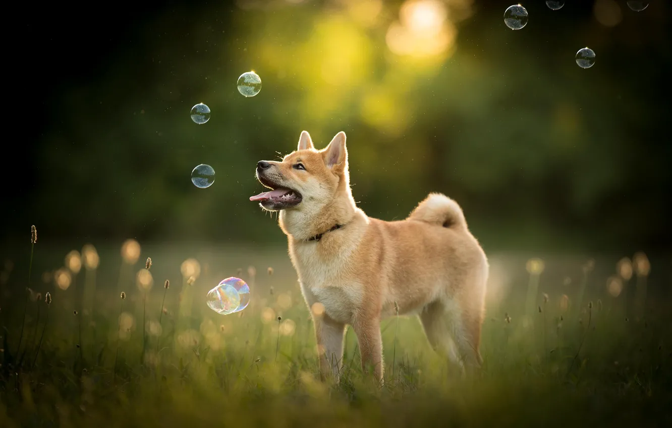Фото обои природа, собака, мыльные пузыри, пёс