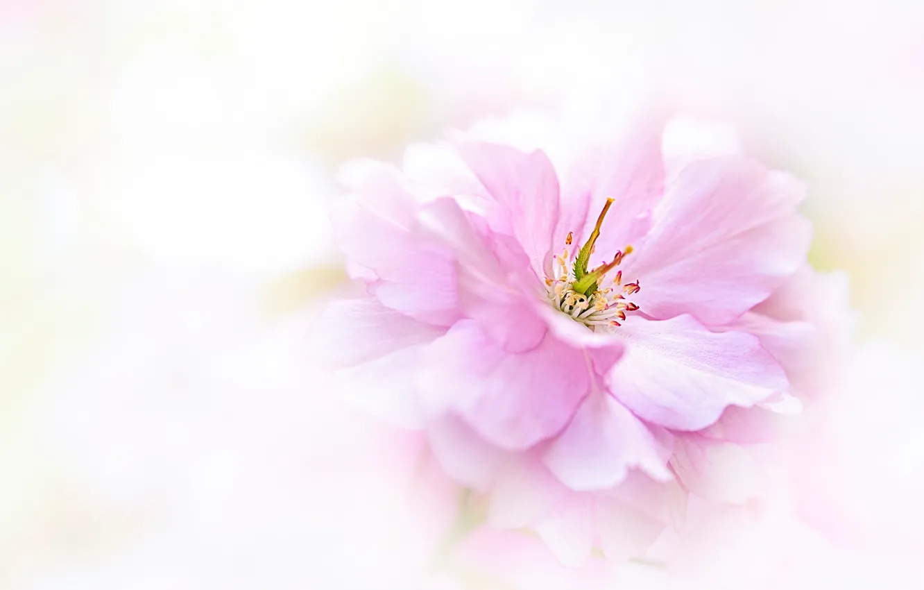 Фото обои цветок, макро, розовый, размытие, весна, лепестки, светлый фон, цветение