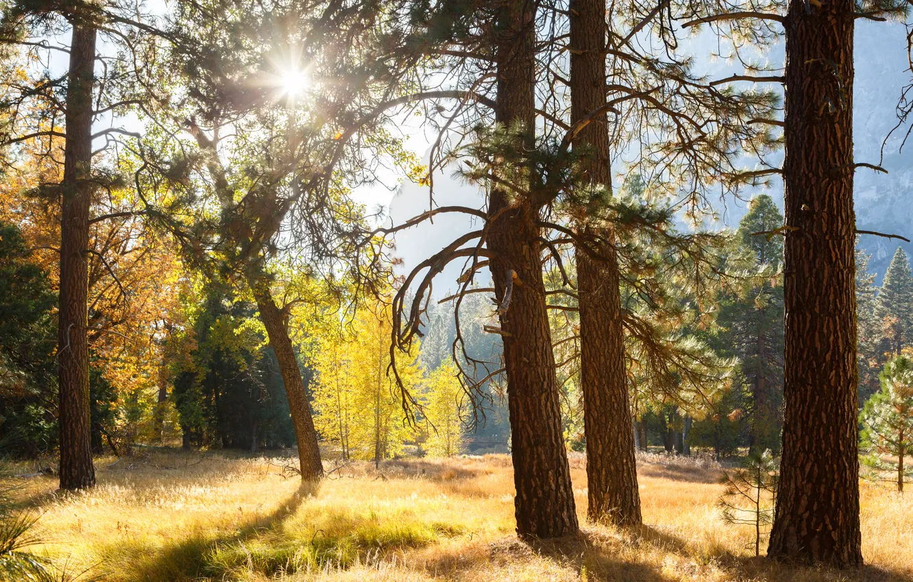 Фото обои лес, солнце, лучи, свет, деревья, Калифорния, США, Yosemite National Park