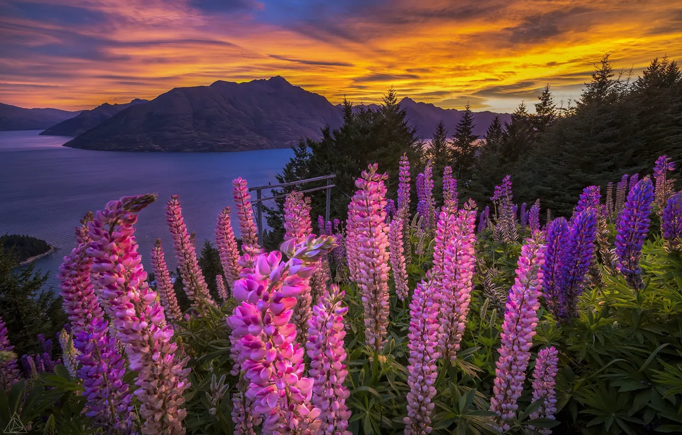 Фото обои закат, цветы, горы, озеро, панорама