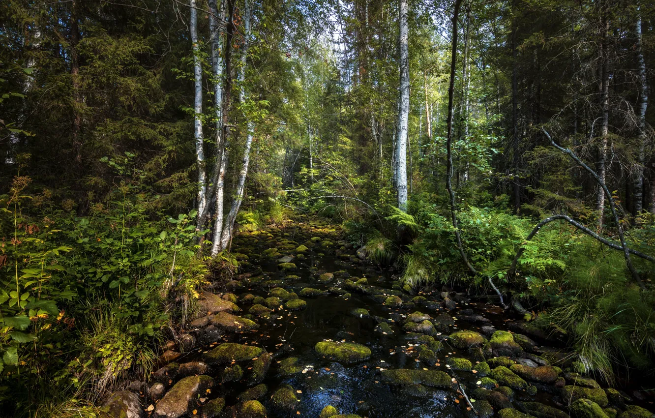 Фото обои лес, природа, ручей, камни, Андрей Шарапов