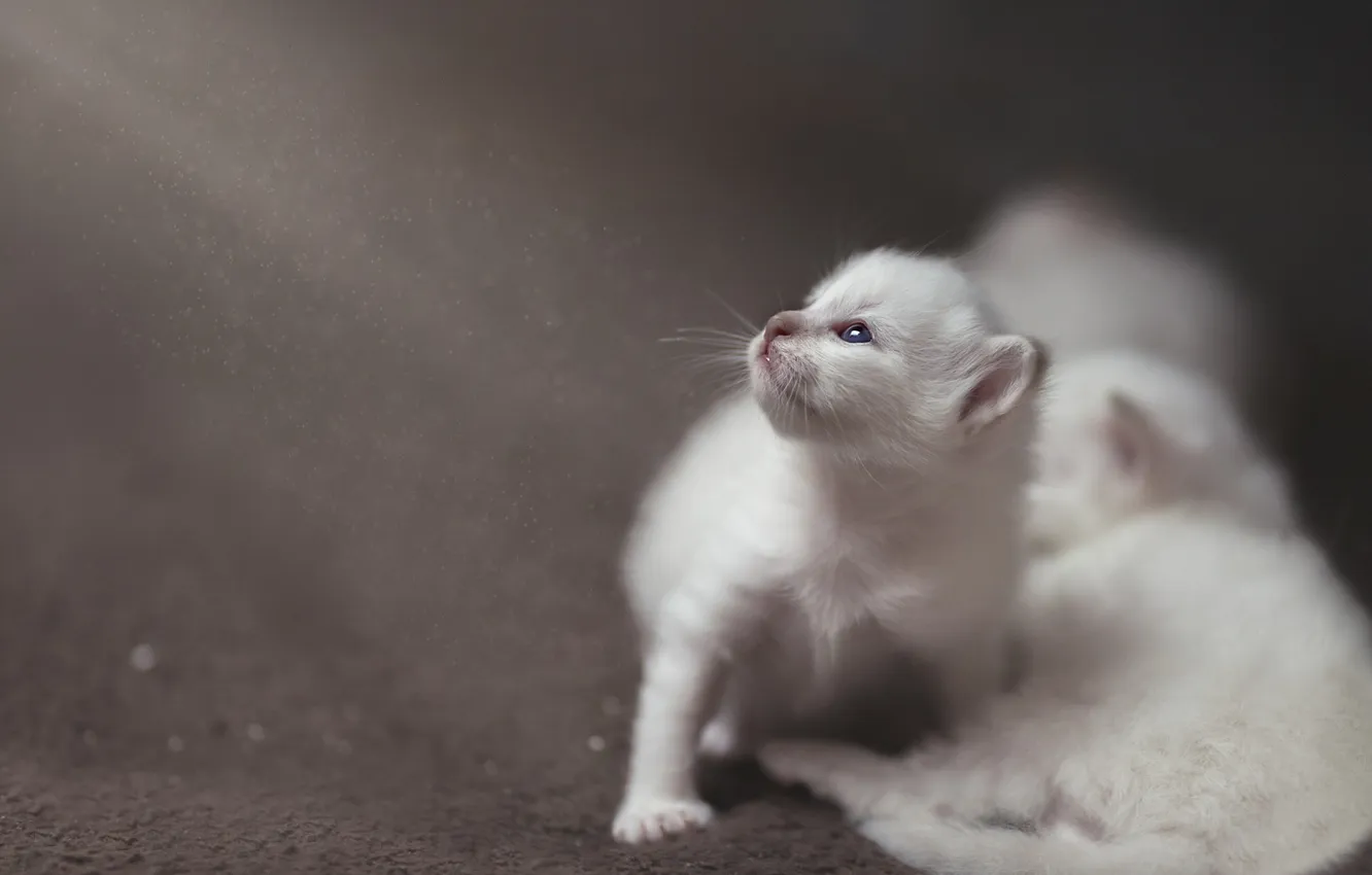 Фото обои кошка, белый, взгляд, поза, котенок, размытие, котята, серый фон