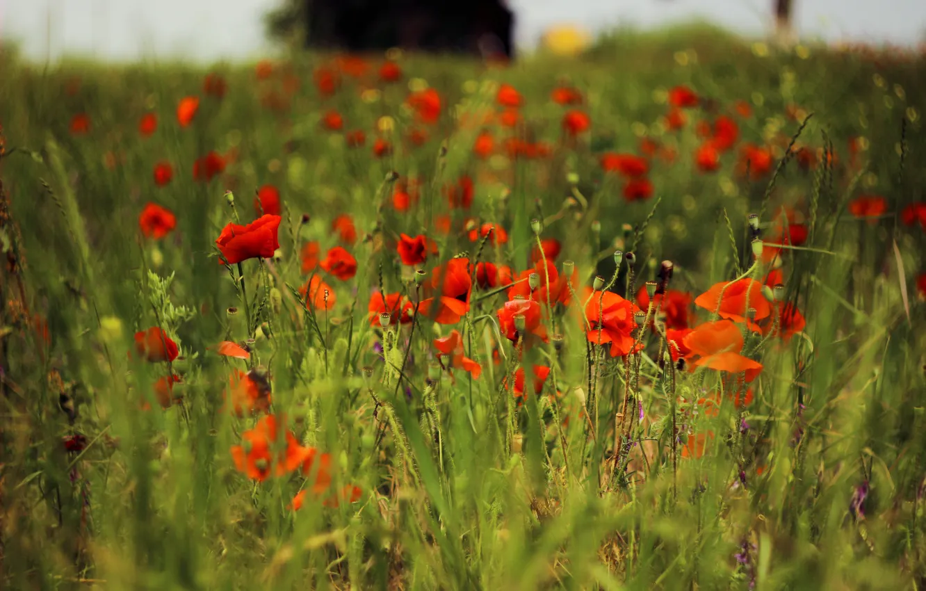 Фото обои поле, трава, маки, растения, Красные