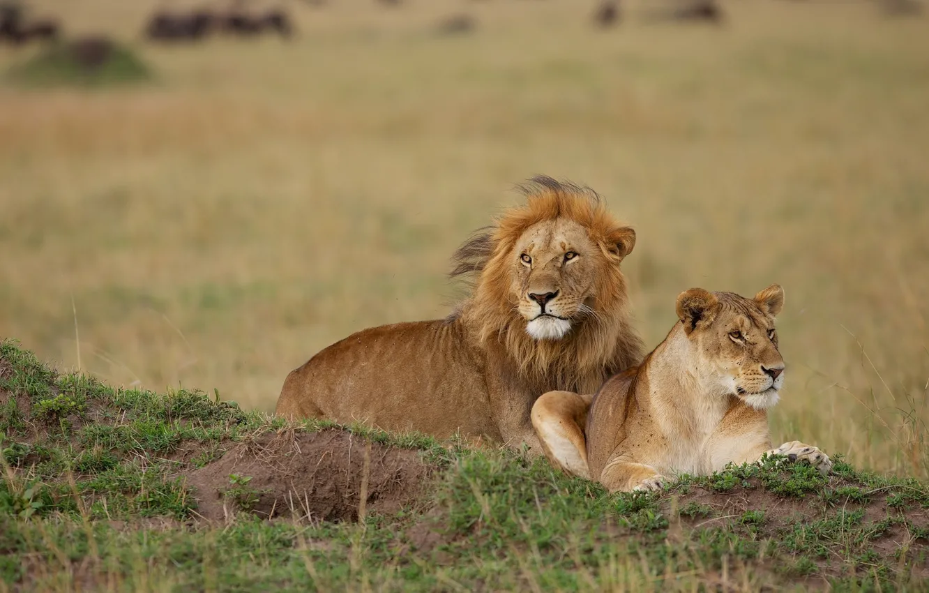 Фото обои лев, парочка, львица
