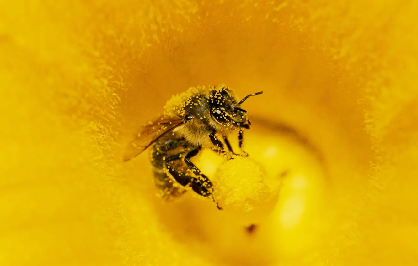 Фото обои цветок, пчела, пыльца, насекомое