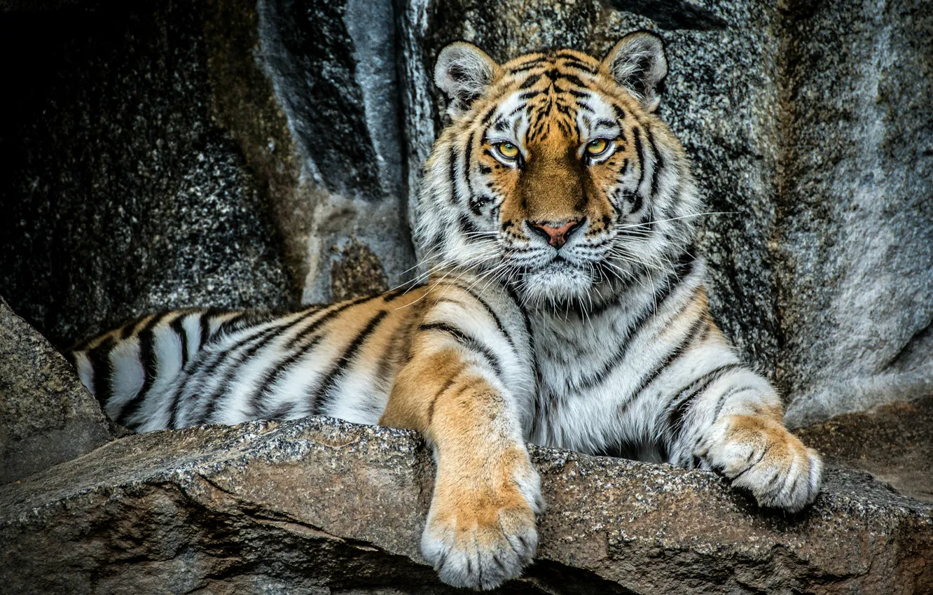 Фото обои взгляд, тигр, камни, сила, портрет, хищник, красавец, величие