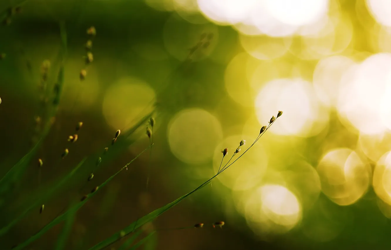 Фото обои зелень, трава, макро, свет, природа, блики, green, растение